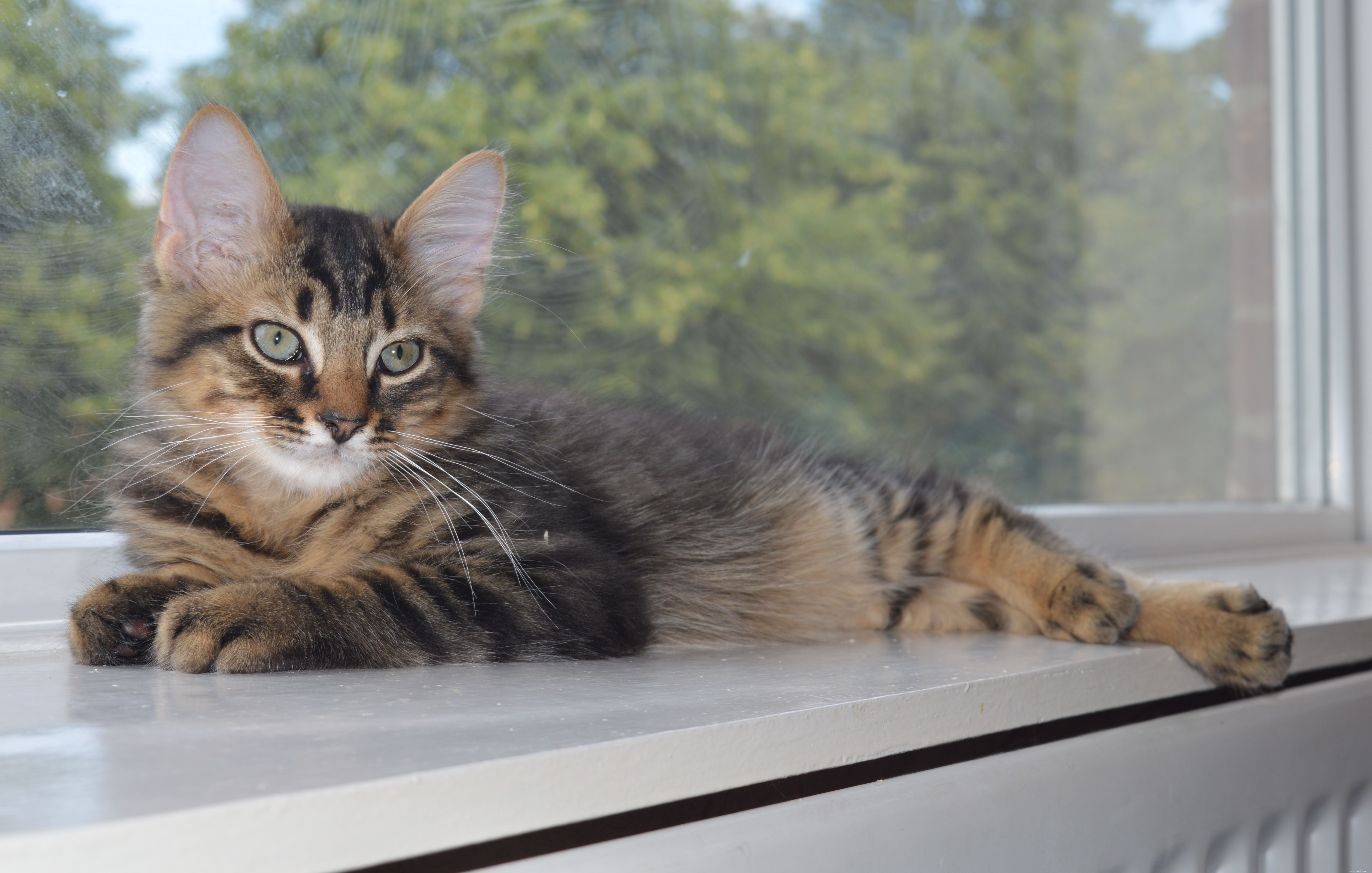 I gattini Halloumi e Brie hanno la  sindrome del gatto traballante  e sono assistiti dalla filiale di East Northumberland di Cats Protection
