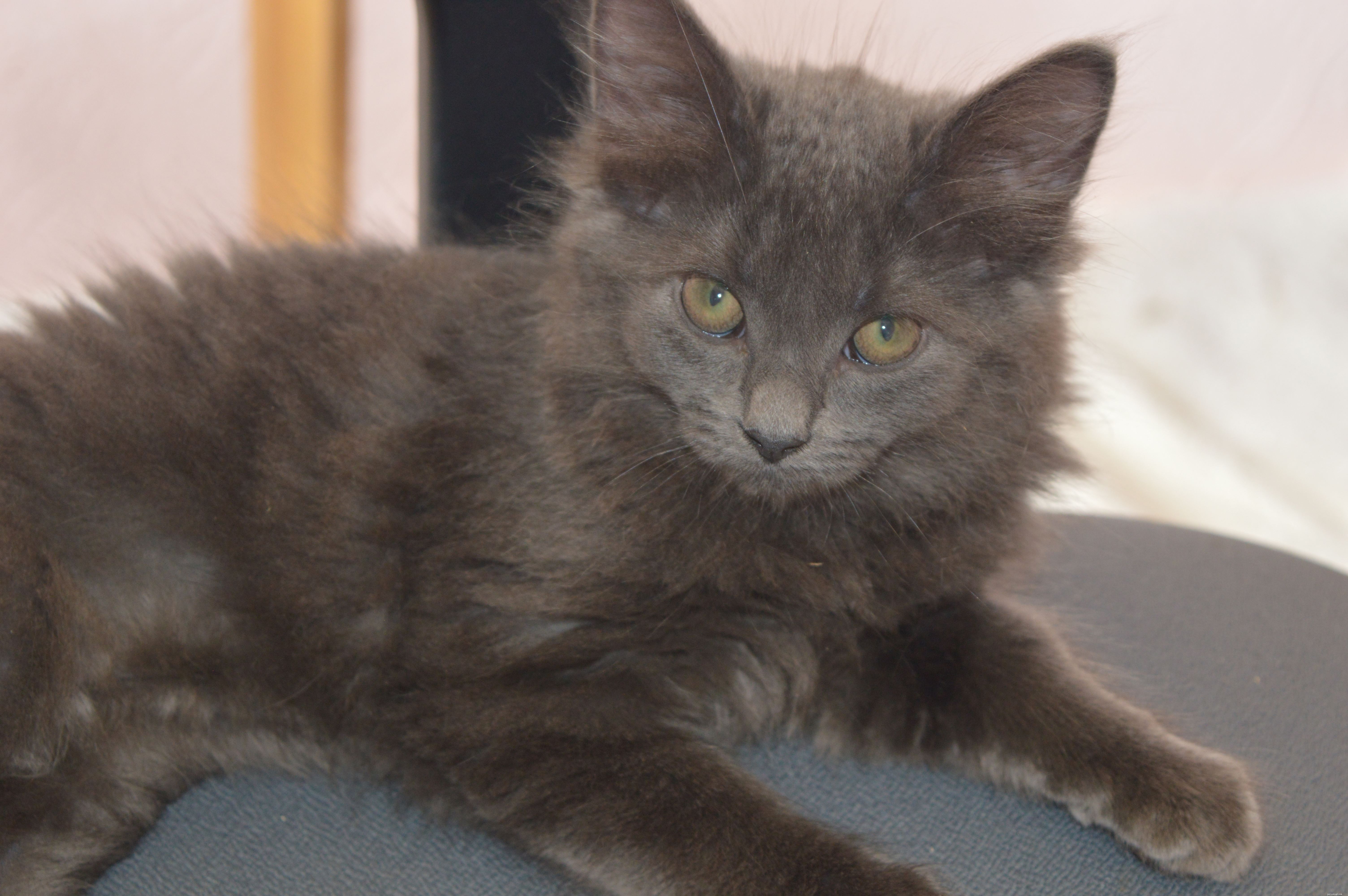 Kattungarna Halloumi och Brie har  wobbly cat syndrome  och tas om hand av Cats Protection s East Northumberland Branch