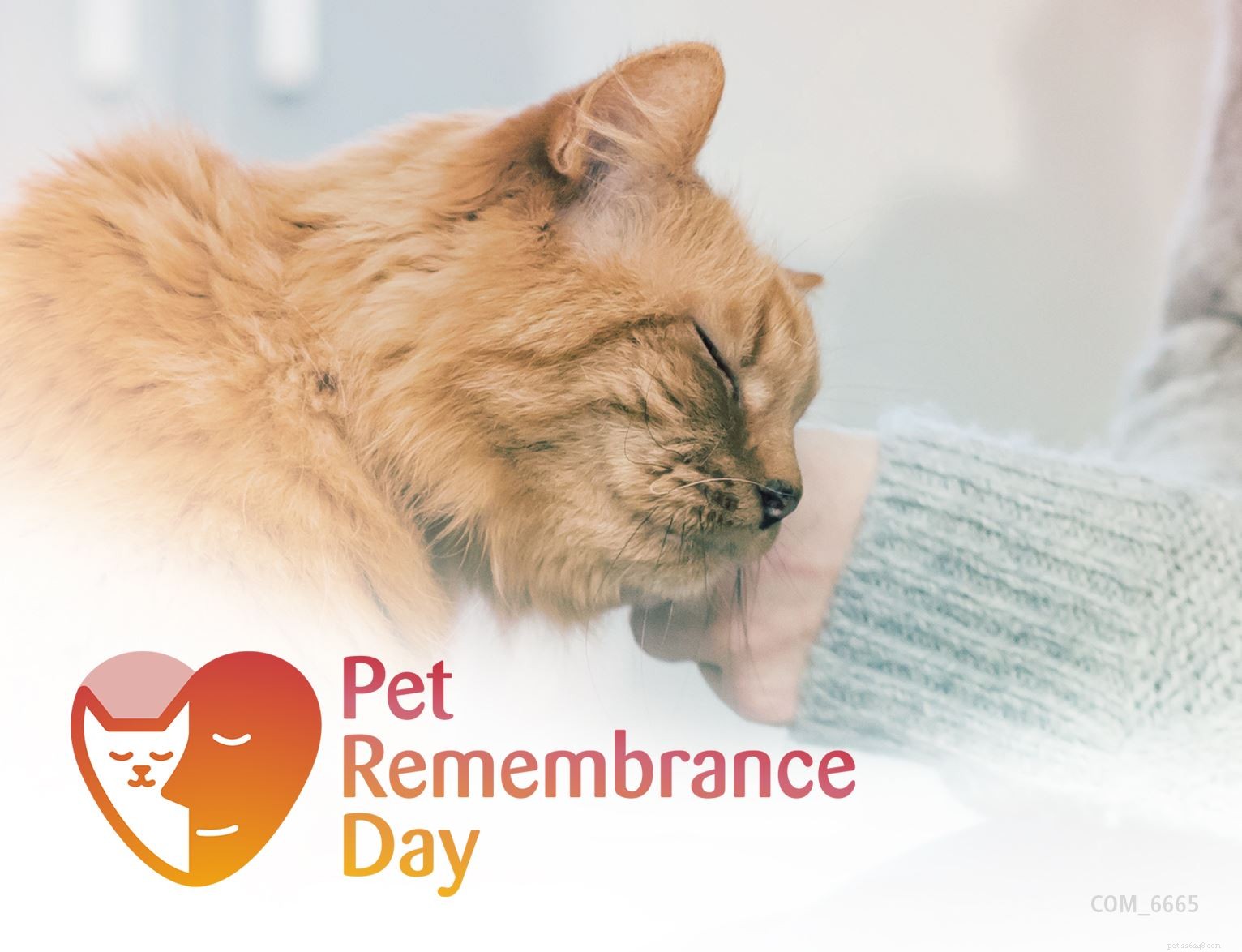 Ontdek speciale herdenkingsideeën om de nagedachtenis van uw geliefde kat te eren op deze Pet Remembrance Day