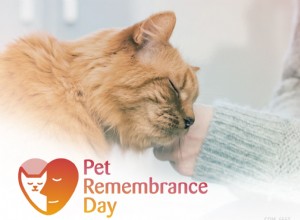 Ontdek speciale herdenkingsideeën om de nagedachtenis van uw geliefde kat te eren op deze Pet Remembrance Day