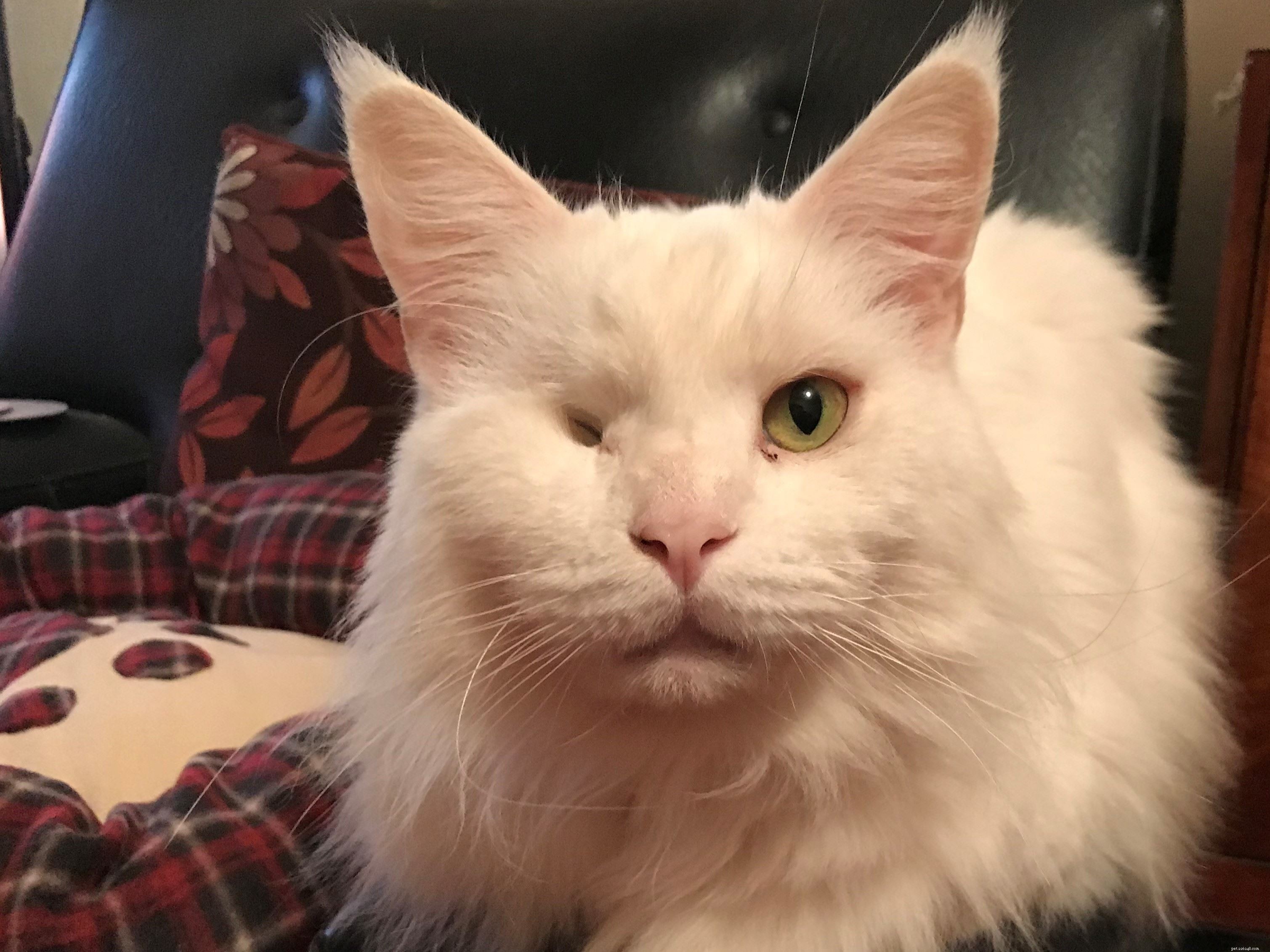 Il programma Cat Guardians ha dato a Nelson con un occhio solo una seconda possibilità di trovare un nuovo proprietario amorevole