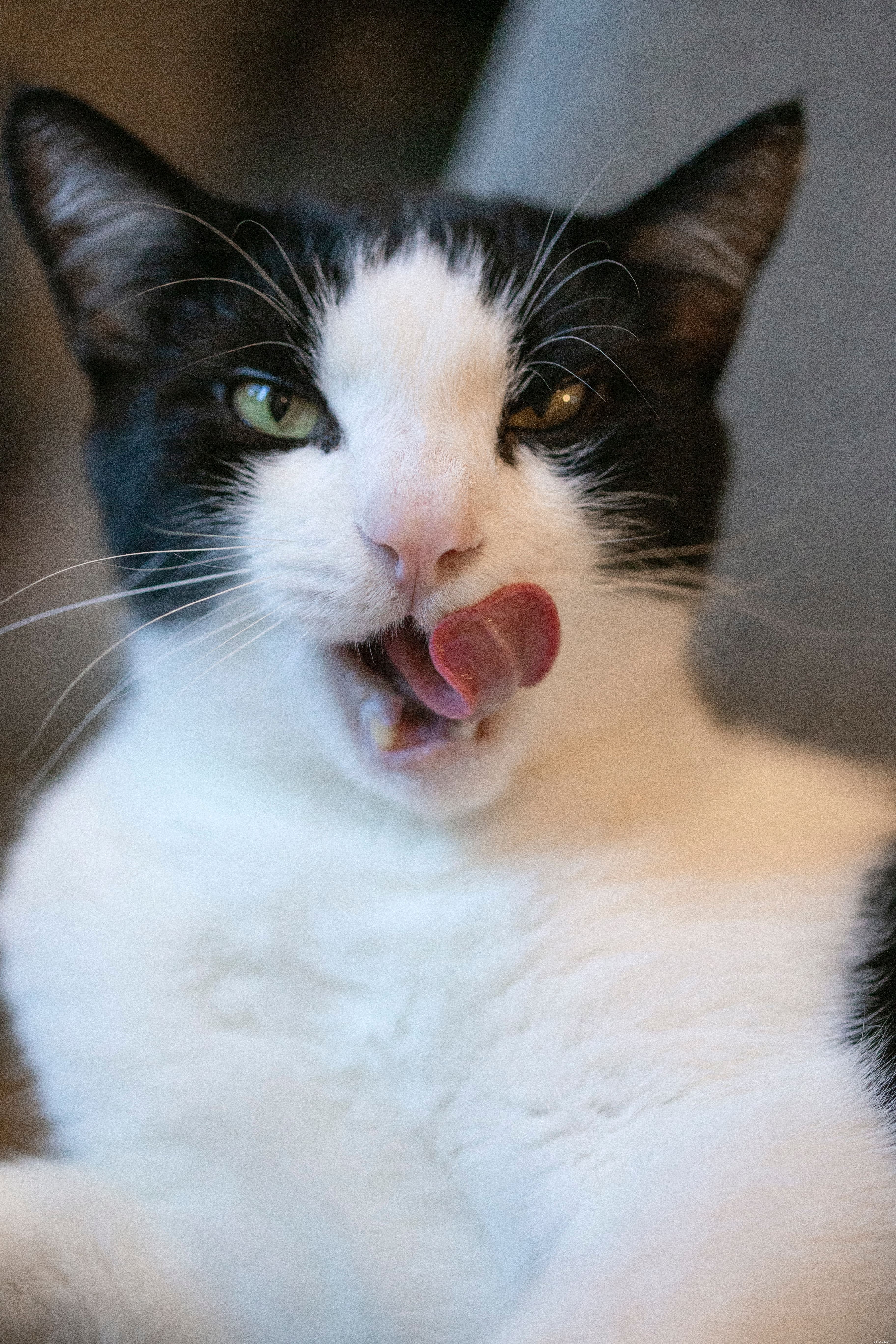 Il motivo per cui i gatti leccano i loro proprietari non è perché pensano che tu sia gustoso o che abbia bisogno di una lavata. È più probabile che vogliano formare uno stretto legame