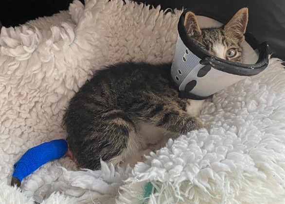 子猫のバンディットは恐ろしい傷を負って近くの庭に引きずり込まれ、助けを求めて痛みで泣きました。ありがたいことに、私たちのSwaleBranchが救助に来ました 