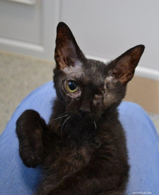 Het arme Cornish Rex-katje Kiki was in doodsangst toen ze aankwam in ons Bredhurst Adoption Centre in Kent 