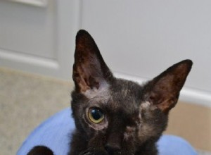 かわいそうなコーニッシュレックスの子猫キキは、ケントのブレッドハースト養子縁組センターに到着したとき、苦しんでいました。 