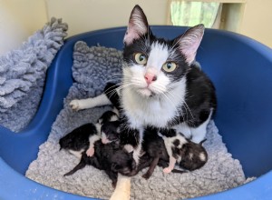 Onze vrienden bij Shark hebben ons geholpen bij het kiezen van de namen van de kittens van Dodge en ze zijn nu klaar om op tijd voor Halloween te worden herplaatst 