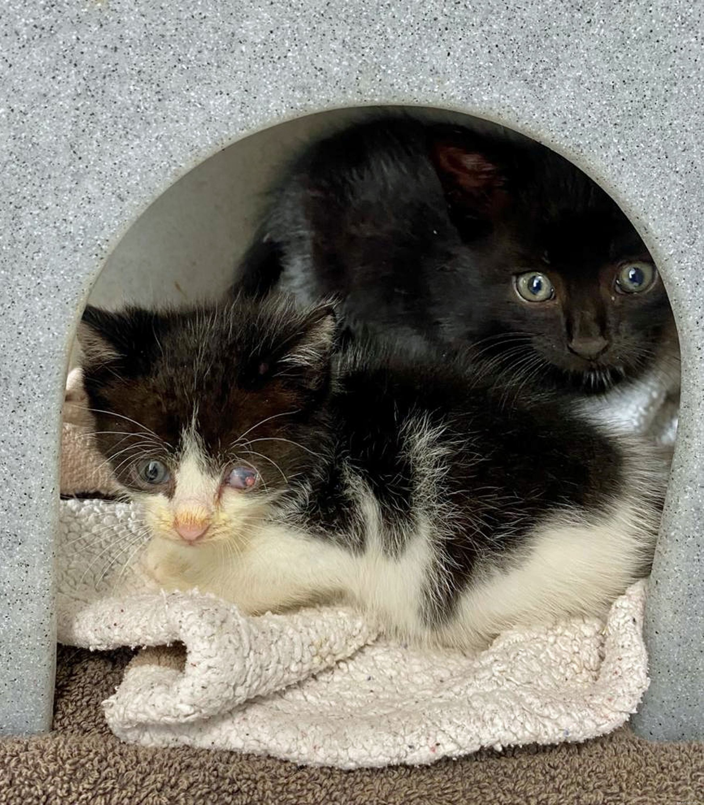Twee kleine kittens hadden een gelukkige ontsnapping nadat ze werden ontdekt verborgen op een verlaten landgoed in Everton dat gesloopt moest worden.