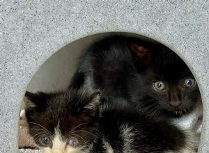 Twee kleine kittens hadden een gelukkige ontsnapping nadat ze werden ontdekt verborgen op een verlaten landgoed in Everton dat gesloopt moest worden.