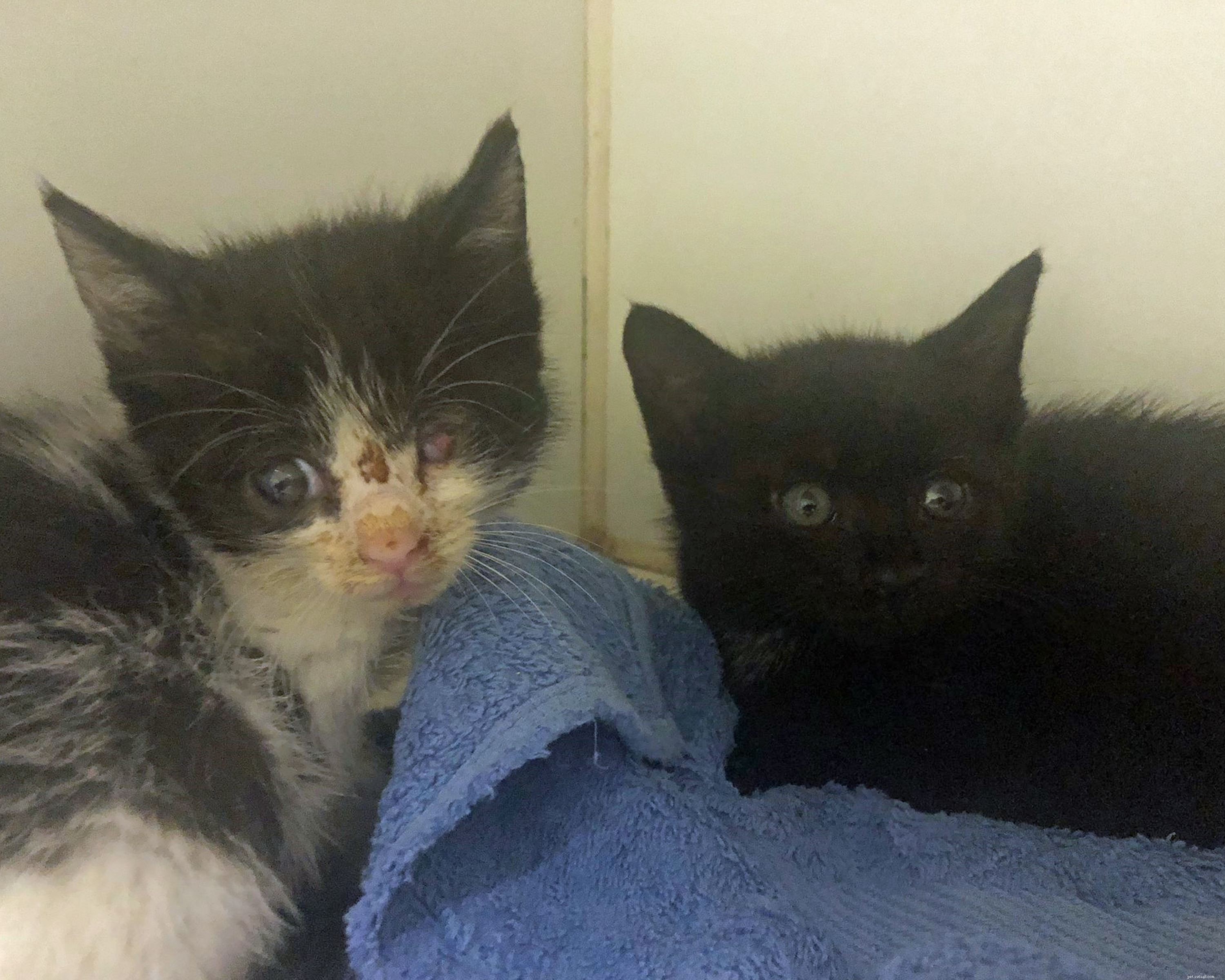 2匹の小さな子猫は、解体のためにエバートンの放棄された土地に隠されているのが発見された後、幸運にも逃げ出しました。 