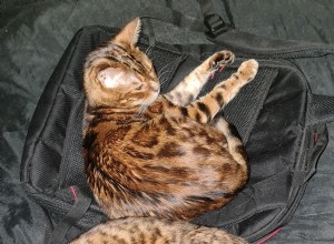  s Werelds eerste kattenallergeenreducerende kattenvoer heeft de band tussen Steve en zijn twee katten versterkt