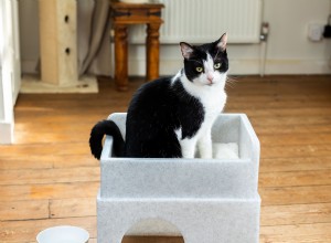 Katten slapen gemiddeld zo n 16 uur per dag, dus het is belangrijk dat ze de ideale plek hebben om te dutten 