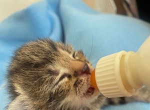 Een klein kitten heeft alle kansen getrotseerd en overleefde alleen op een moment dat hij veilig bij zijn moeder had moeten zijn