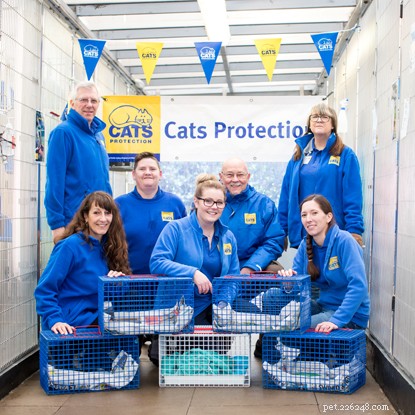 La ricerca Exclusive Cats Protection ha rivelato quanti gatti di proprietà e non di proprietà ci sono nel Regno Unito