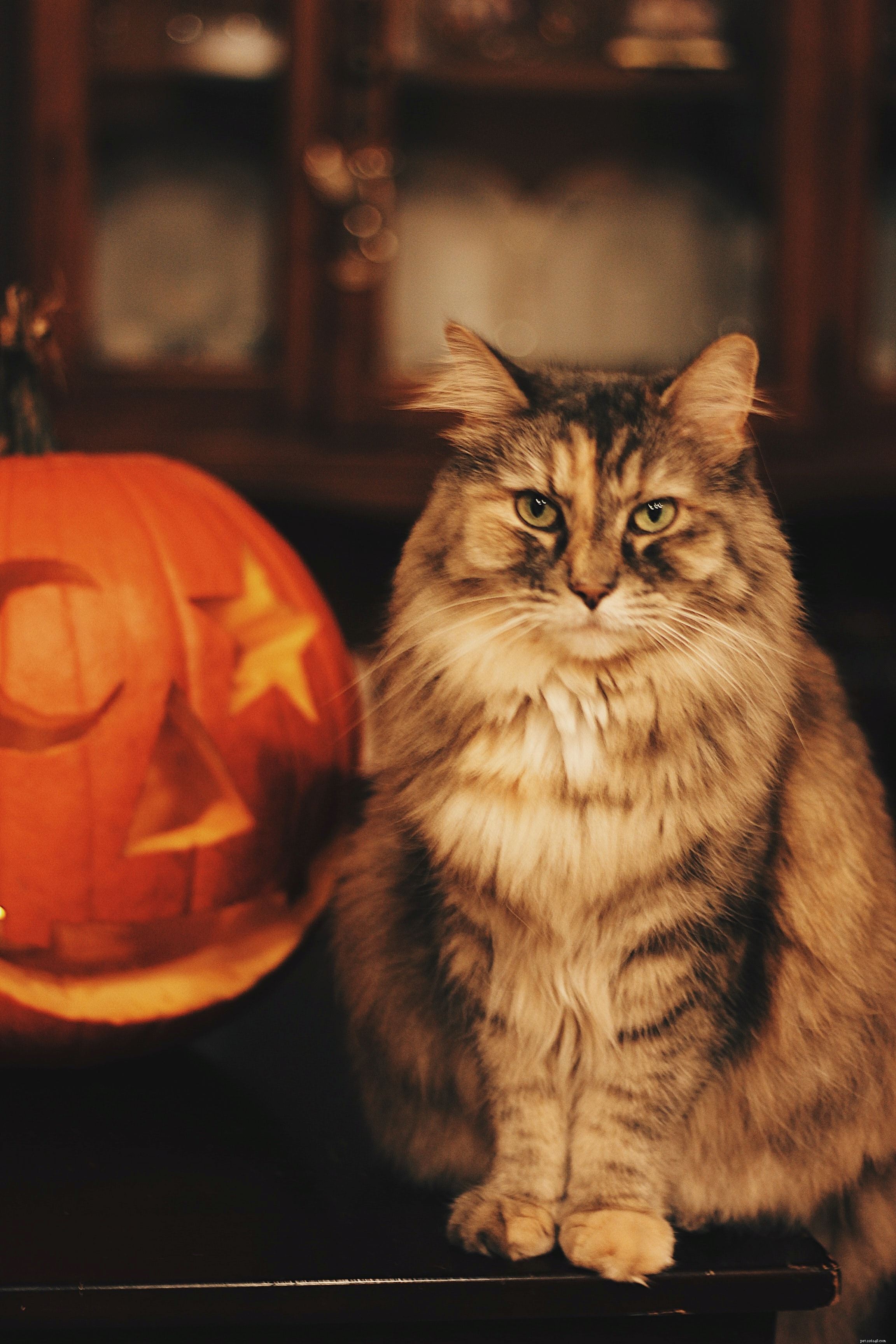 A temporada assustadora chegou, mas às vezes pode ser um pouco assustadora demais para o seu gato. Descubra nossas dicas para ter um Halloween seguro para gatos