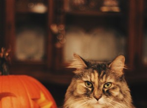 Het griezelige seizoen is aangebroken, maar het kan soms een beetje te eng zijn voor je kat. Ontdek onze tips voor een kattenveilig Halloween