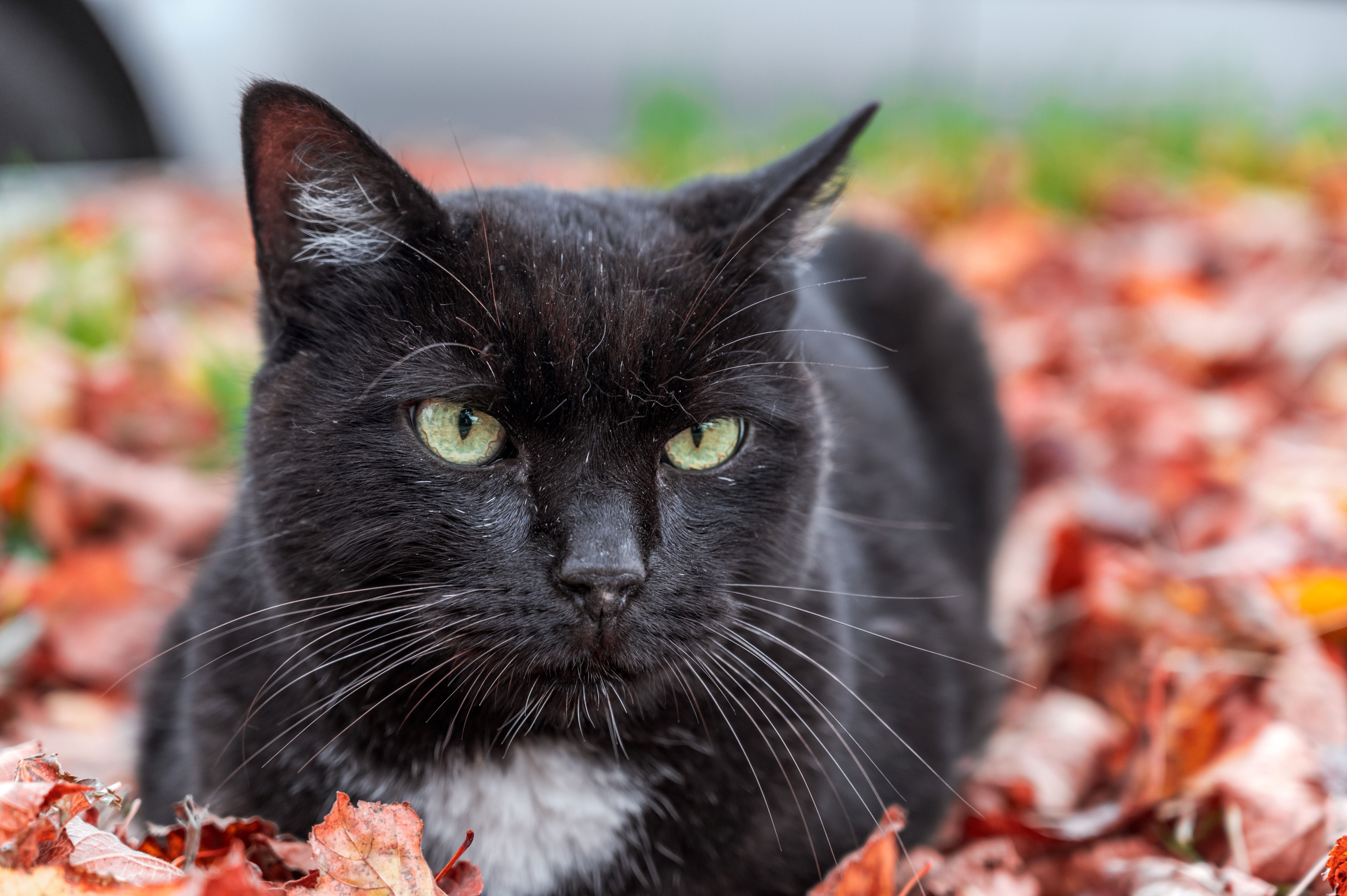 La stagione spettrale è arrivata, ma a volte può essere un po  troppo spaventosa per il tuo gatto. Scopri i nostri suggerimenti per vivere un Halloween sicuro per i gatti
