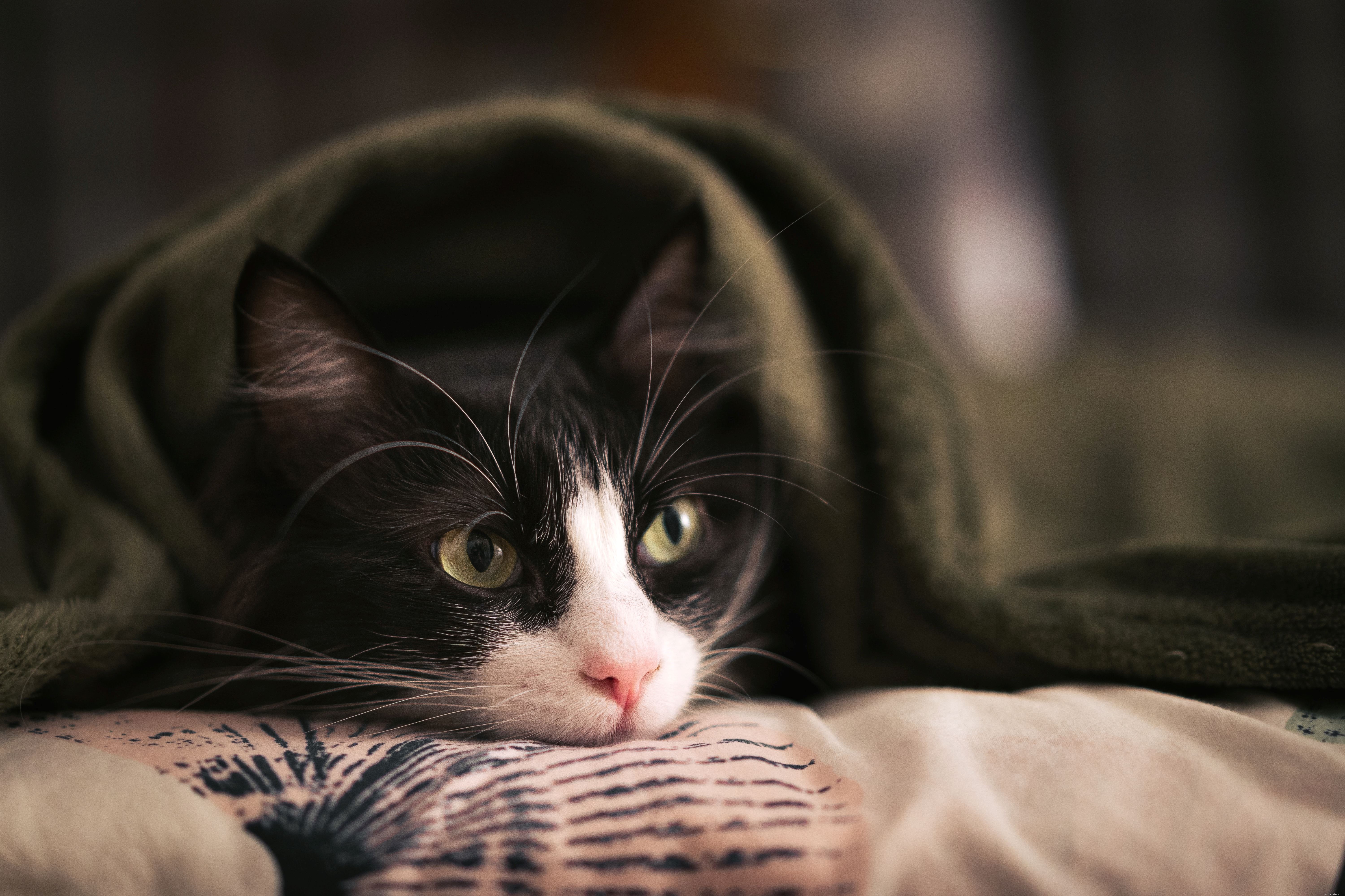 Het griezelige seizoen is aangebroken, maar het kan soms een beetje te eng zijn voor je kat. Ontdek onze tips voor een kattenveilig Halloween
