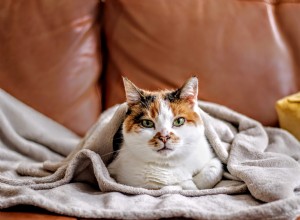 Het branden van kaarsen of waxmelts thuis kan een aantal gevaren opleveren voor uw kat, dus lees onze gids voor huisdierveilige kaarsen om de risico s voor uw kat te beperken vriend