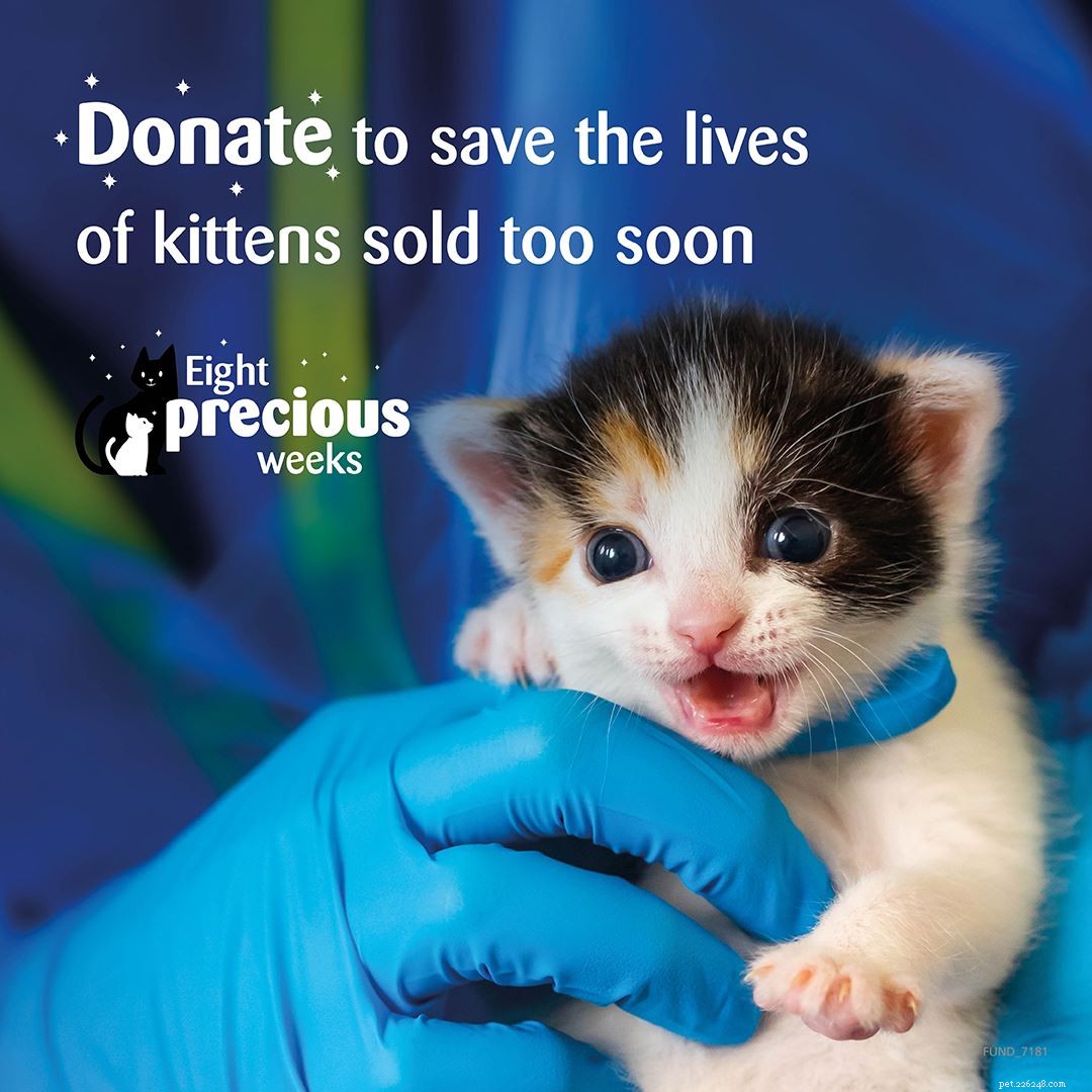 Le prime otto settimane di vita di un gattino sono incredibilmente importanti, ma purtroppo molti vengono venduti in modo crudele troppo presto