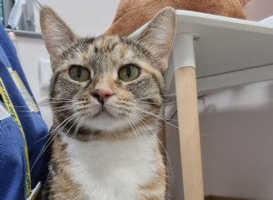 Warrington Adoption Center의 팀은 Puddin을 공격적인 moggy에서 purring lap cat으로 변화시켰습니다.