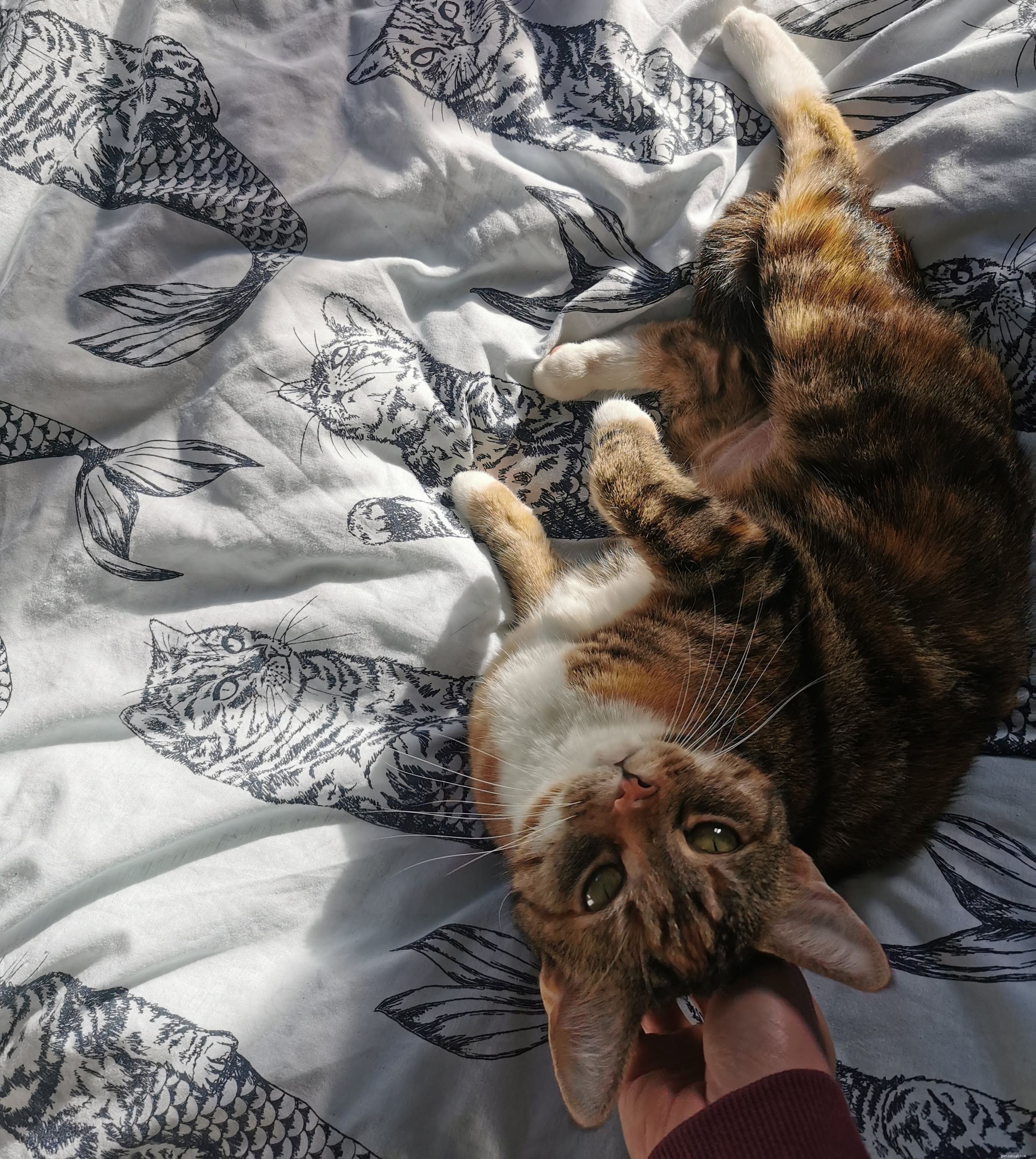 Warrington Adoption Center의 팀은 Puddin을 공격적인 moggy에서 purring lap cat으로 변화시켰습니다.