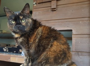 Volwassen moggy Poppy zit al meer dan 310 dagen in pleeggezinnen bij onze Bedford &Biggleswade Branch