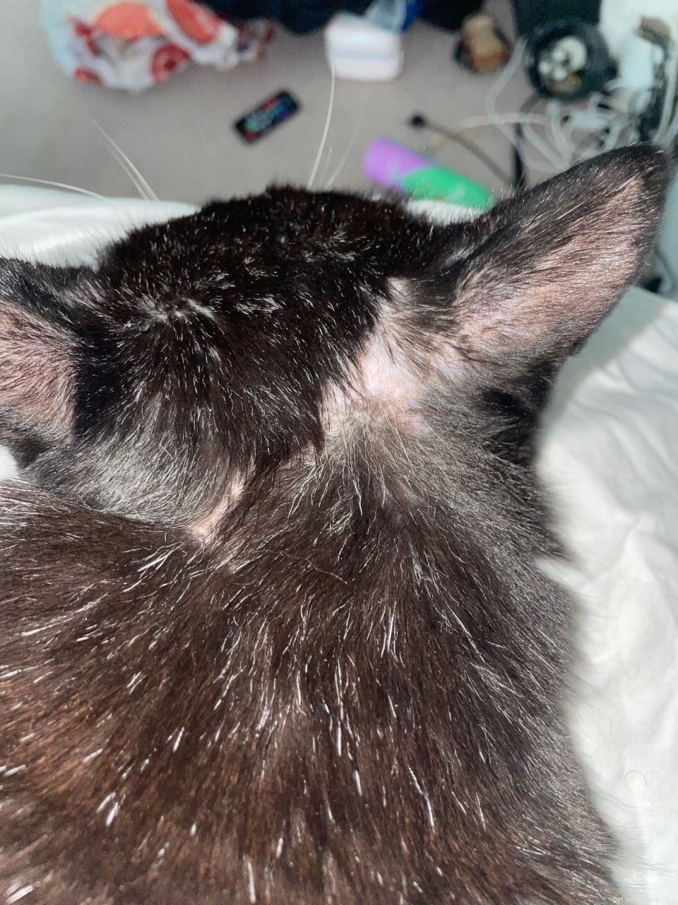 Dåligt skadad herrelös katt Chunky hade en historia av självförvållade skador när han anlände till vårt Harrow Homing Centre