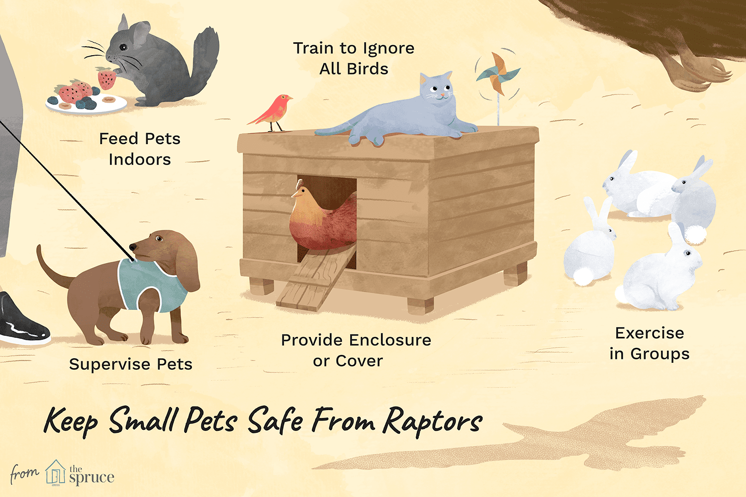 Proteja animais de estimação de aves de rapina