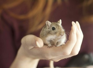 ペットのスナネズミを飼いならす方法 