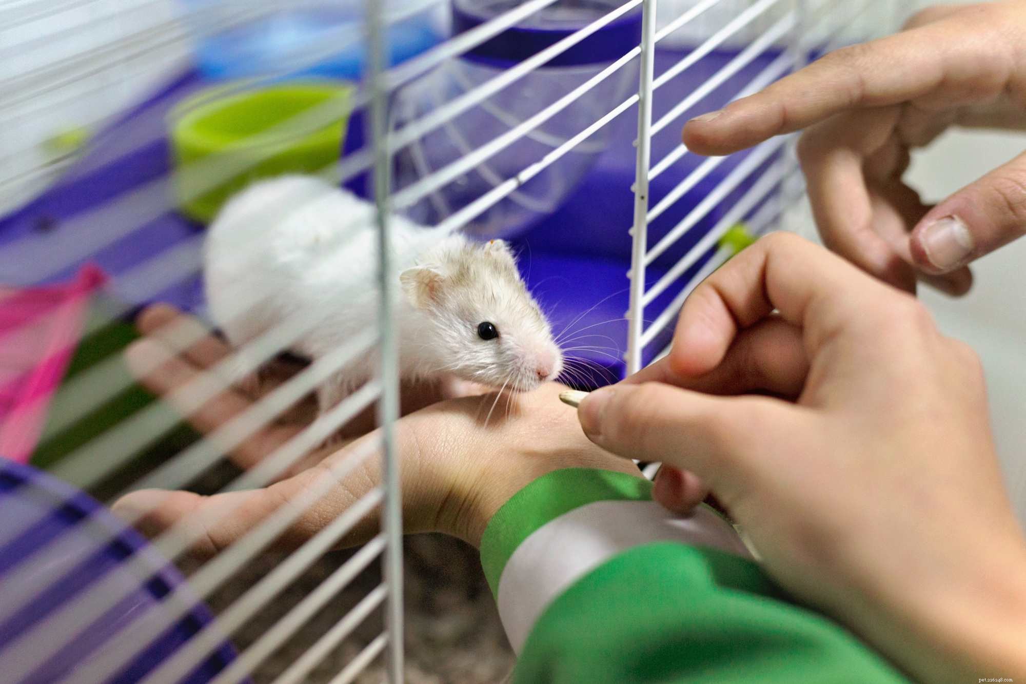 Wat te doen tegen niezende hamsters
