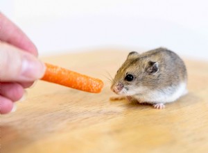 飼いならされるようにハムスターを訓練する方法 