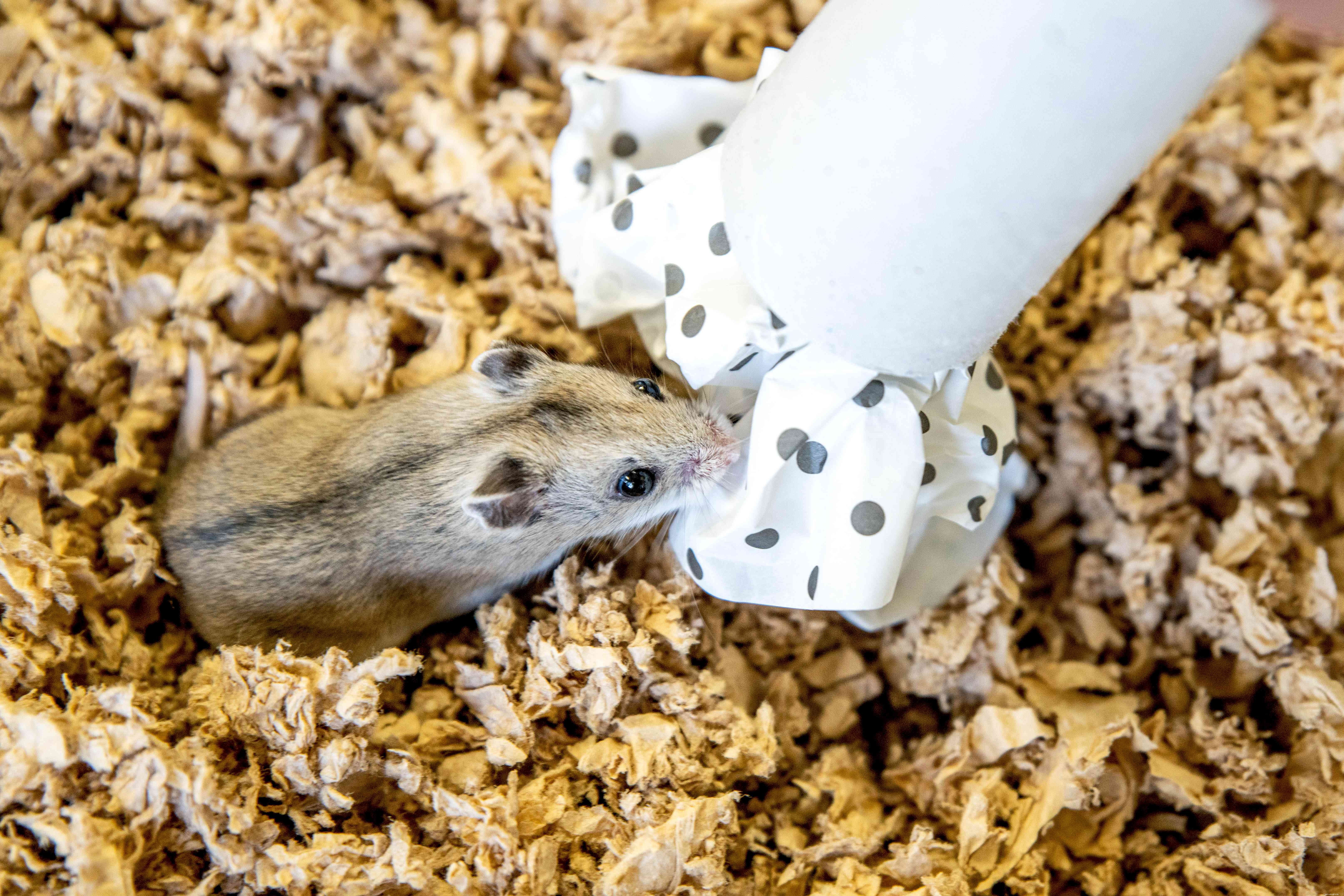 Comment apprendre à apprivoiser votre hamster