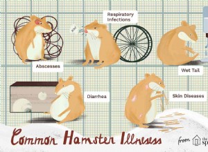 ハムスターの健康と病気 