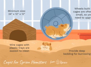 あなたのシリアのハムスターに最適なケージを選ぶ 