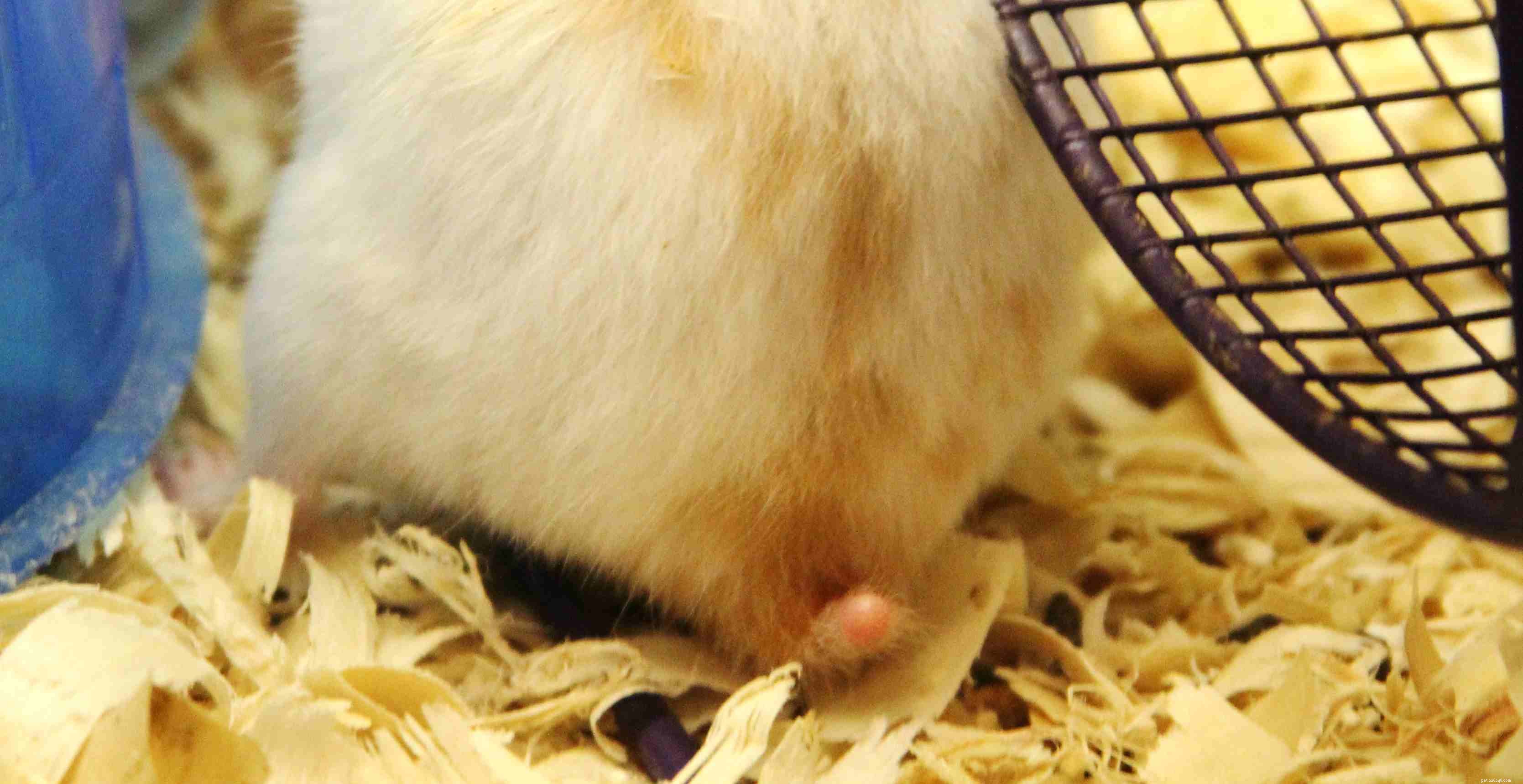 Santé et maladies des hamsters