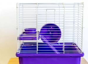 Manter hamsters como animais de estimação:informações sobre cuidados
