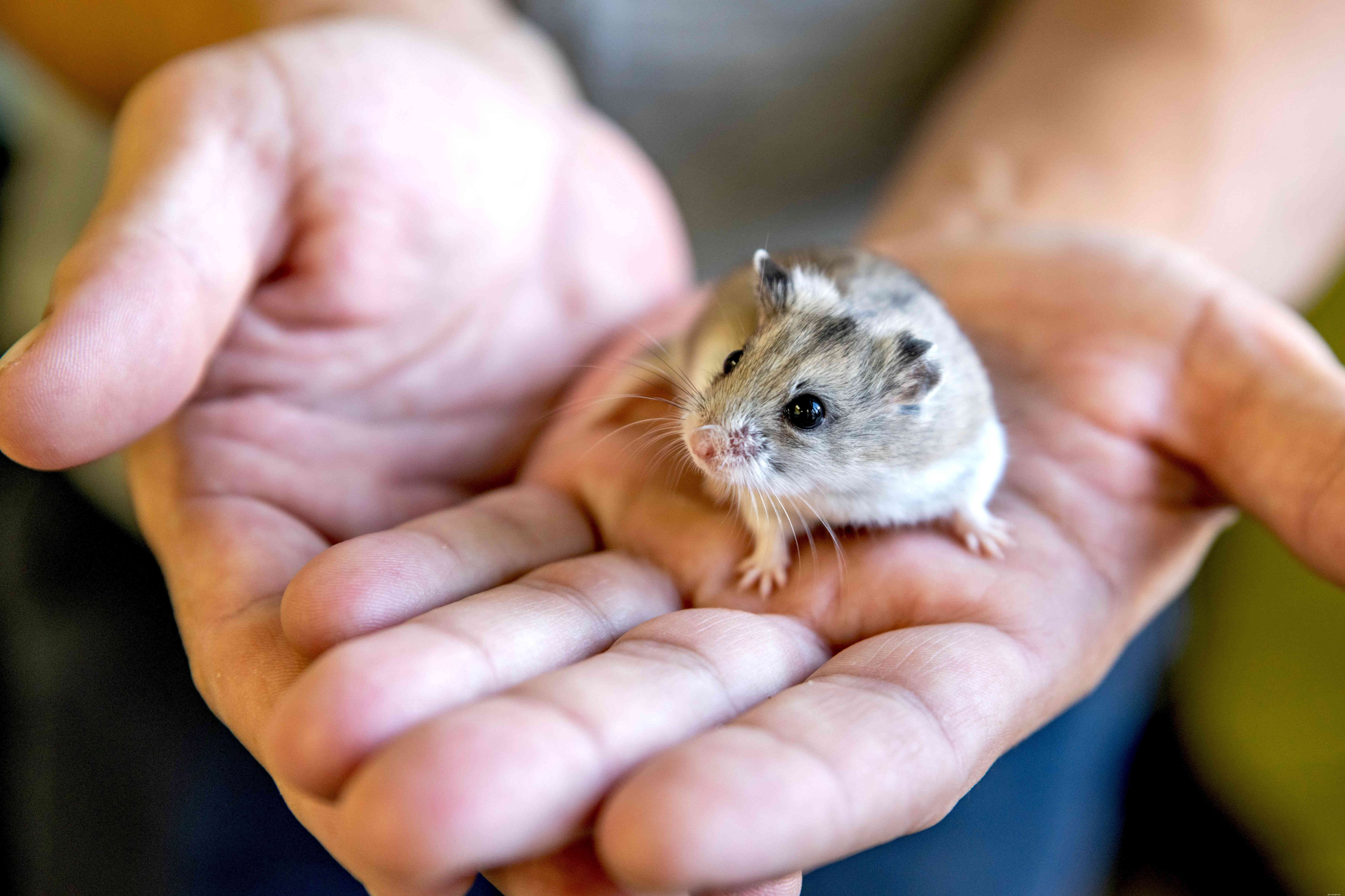 Mantenere i criceti come animali domestici:informazioni sulla cura