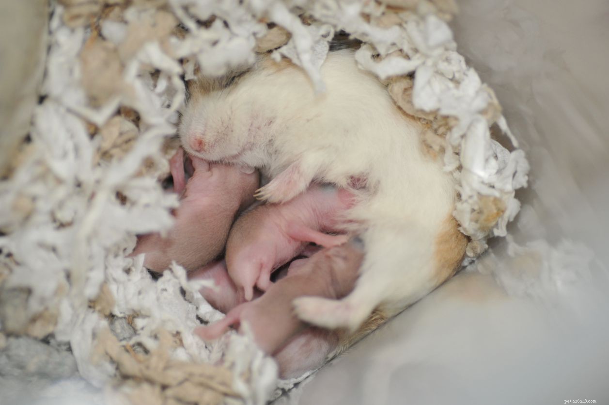 Hamsters als huisdier houden:zorginformatie