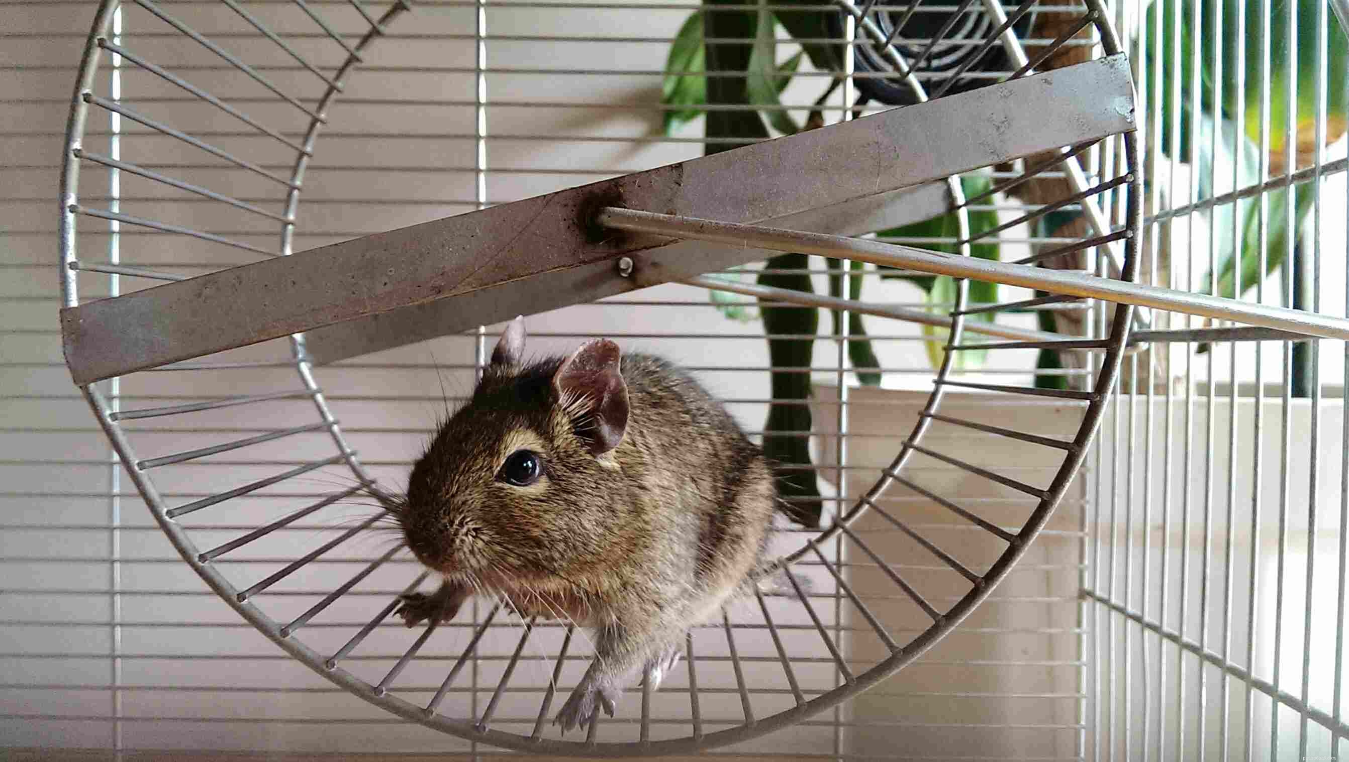 Hamsterspeelgoed voor huisdieren