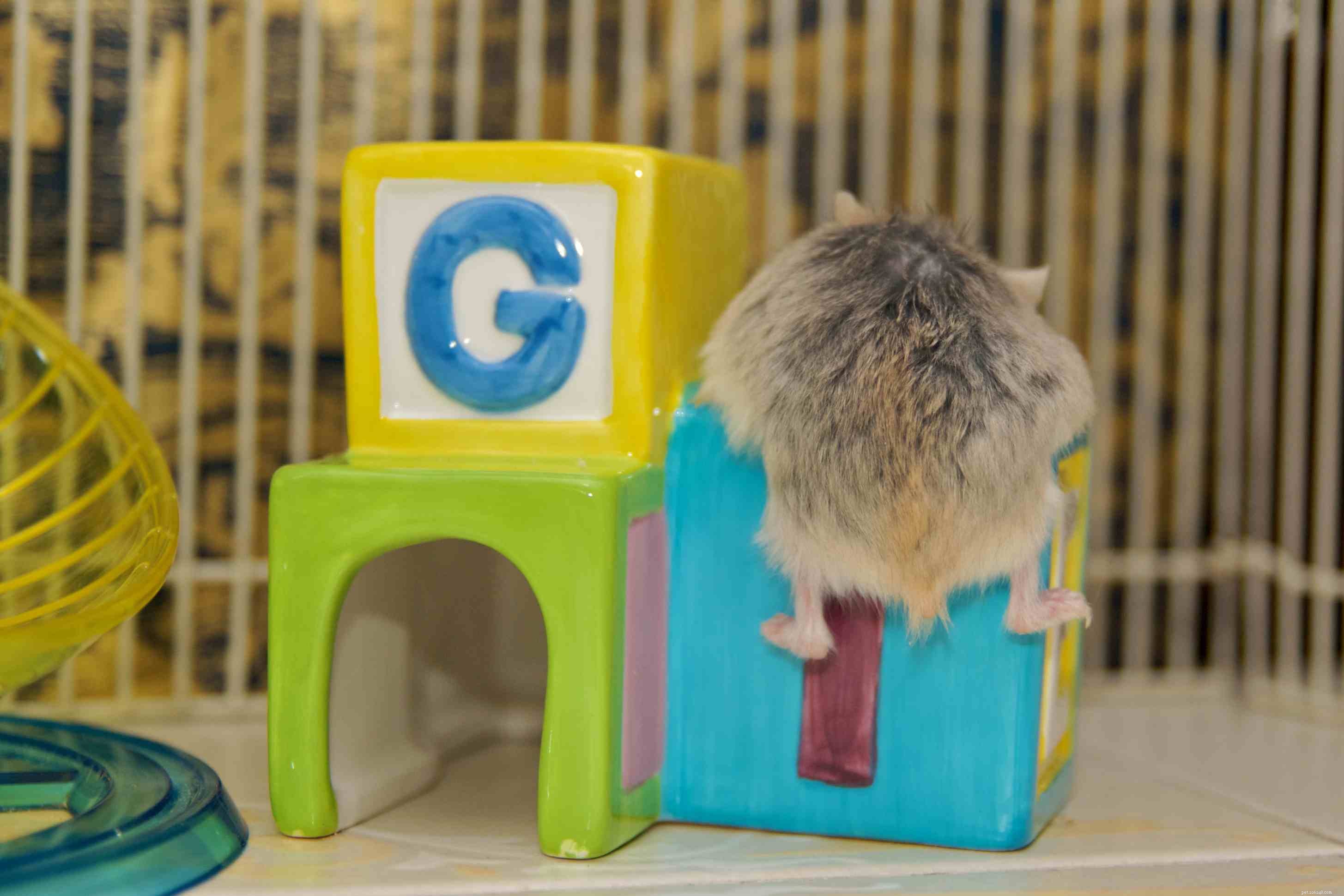 Brinquedos para hamsters de estimação