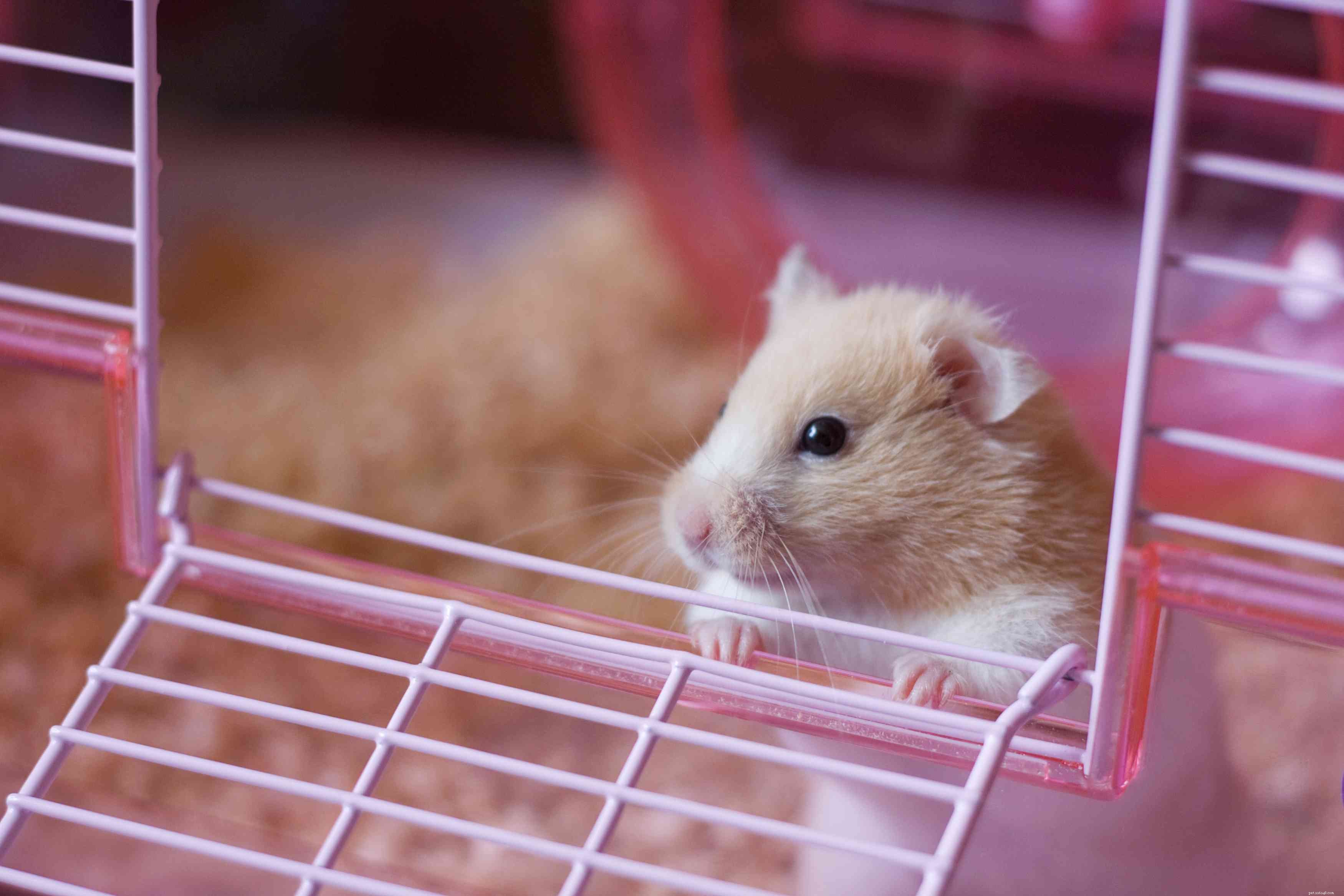 Um hamster é o animal de estimação certo para você?