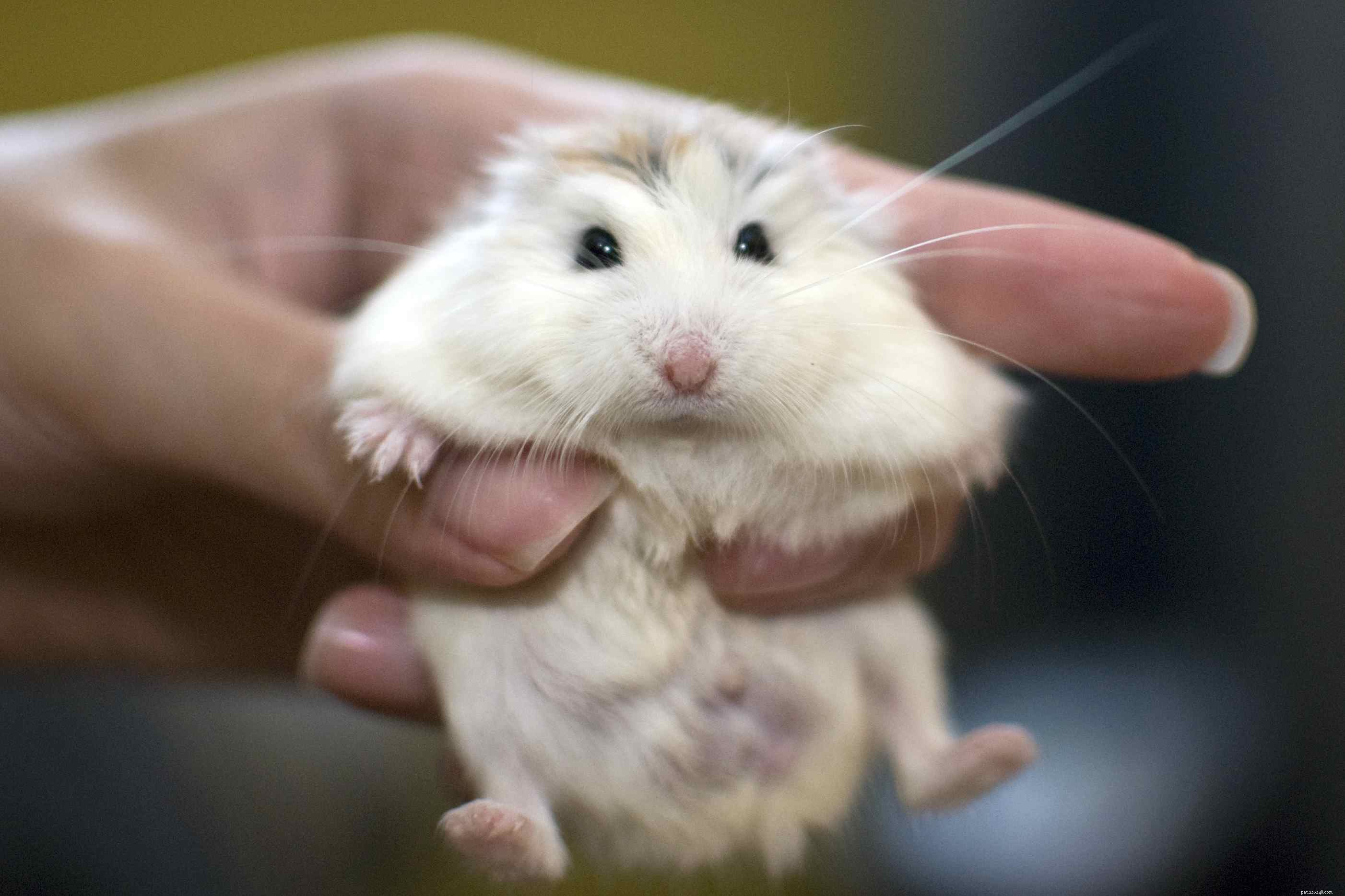 Leer te zien of uw hamster mannelijk of vrouwelijk is