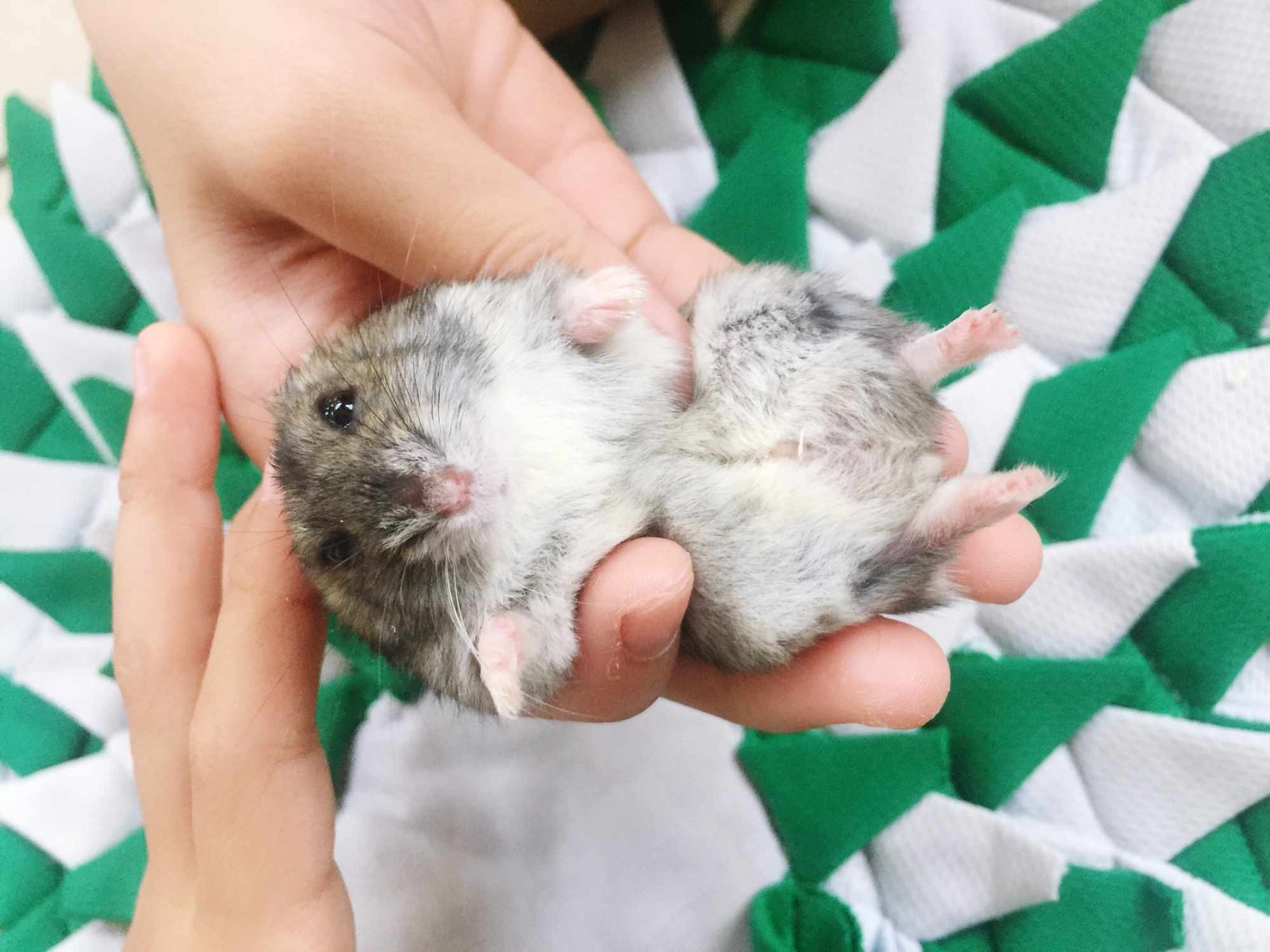 Apprenez à savoir si votre hamster est un mâle ou une femelle