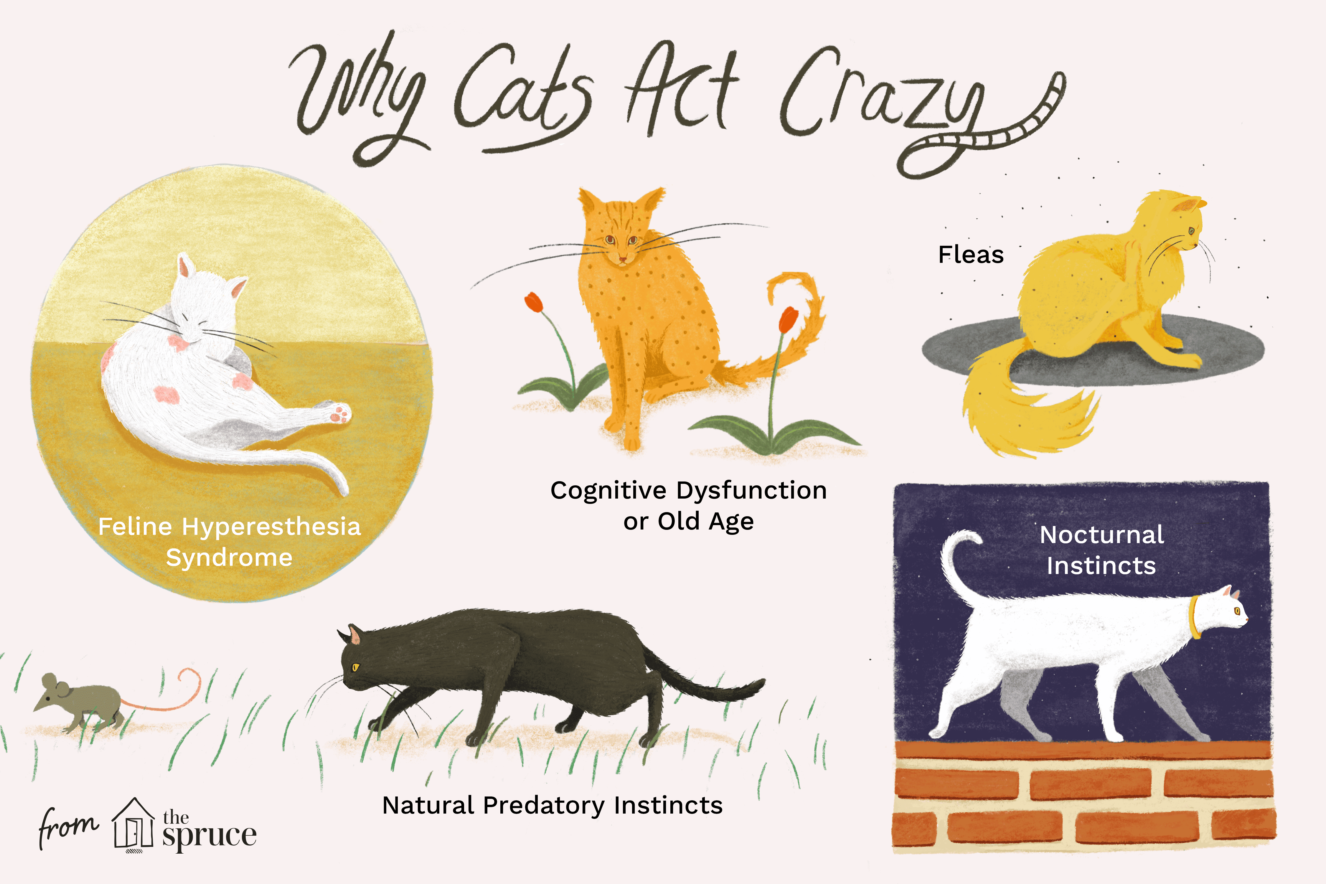 Anledningar till varför katter agerar galna och hur man stoppar det