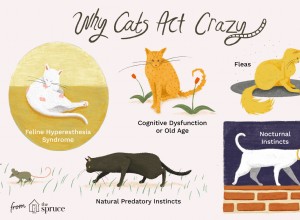 고양이가 미친 행동을 하는 이유와 중지 방법