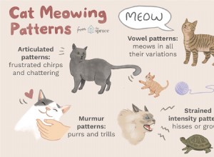 O que significam os miados dos gatos?