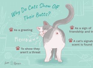 Cat Butt-presentatie