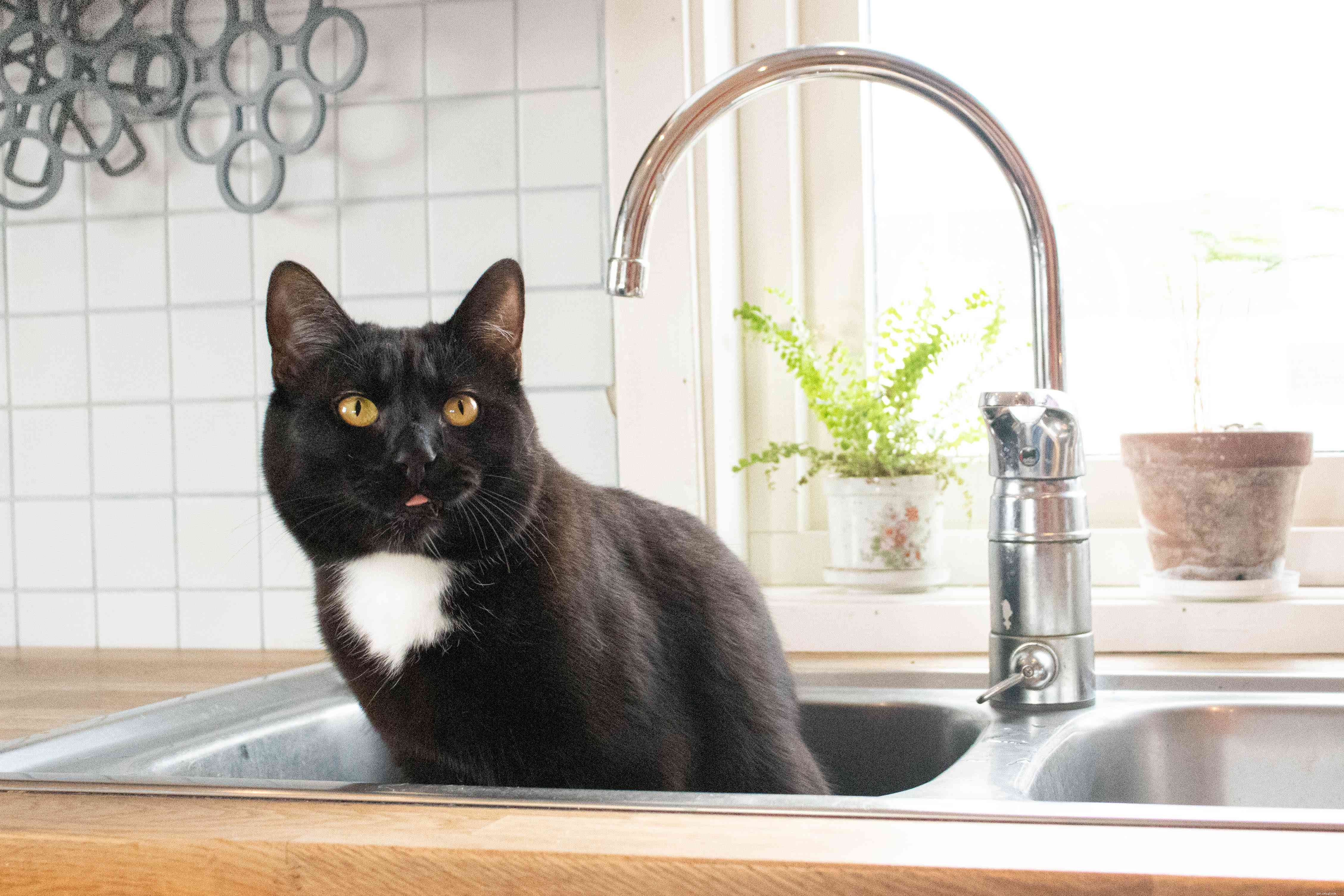 Как держать кошку подальше от кухонных прилавков