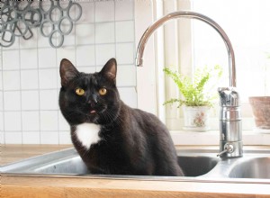 あなたの猫を台所のカウンターから遠ざける方法 