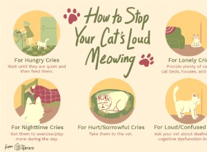 Come smettere di miagolare forte nei gatti